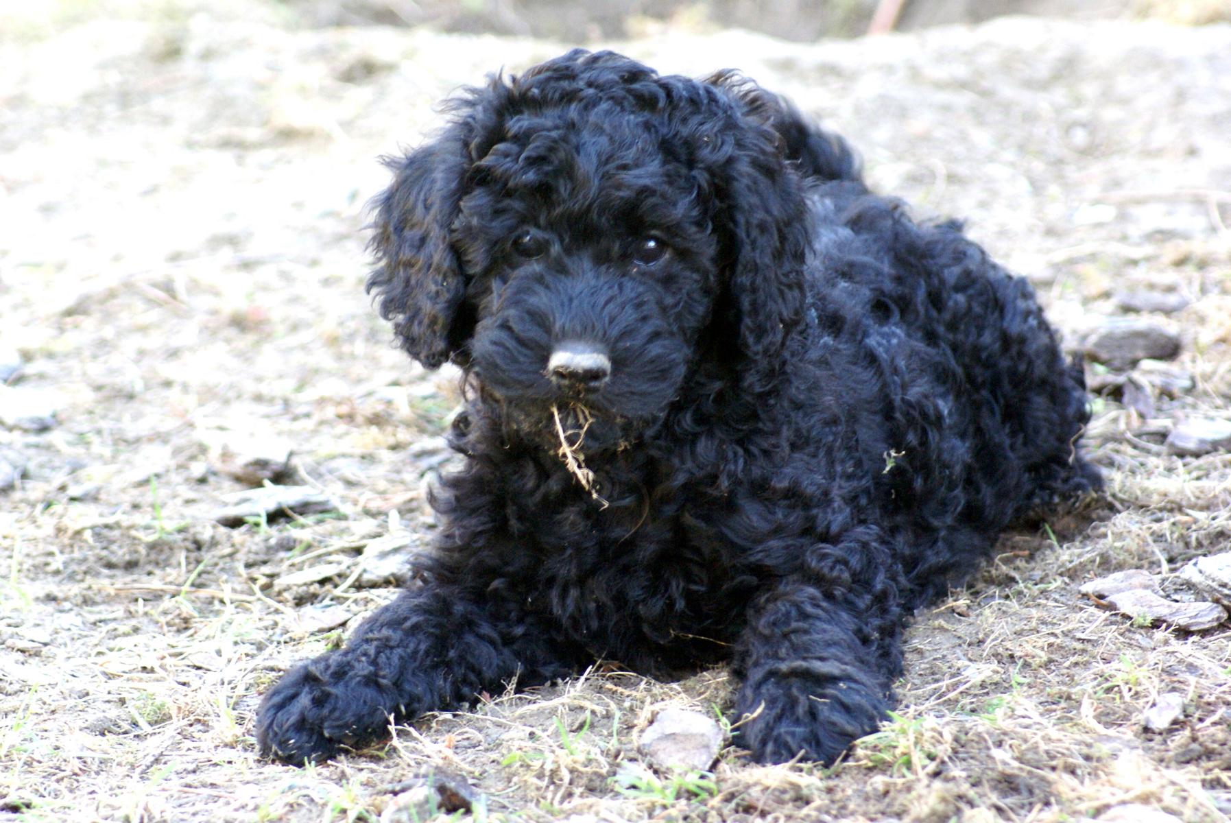 australian labradoodle
